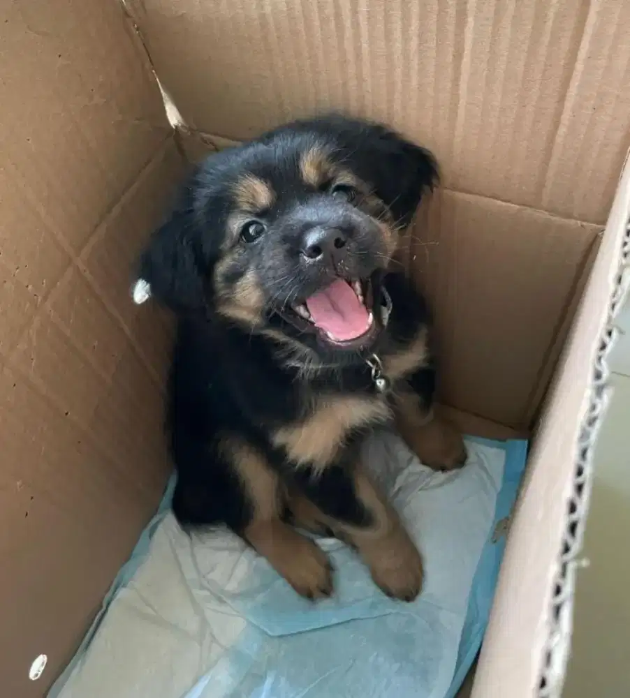 Labrador murah dan terawat