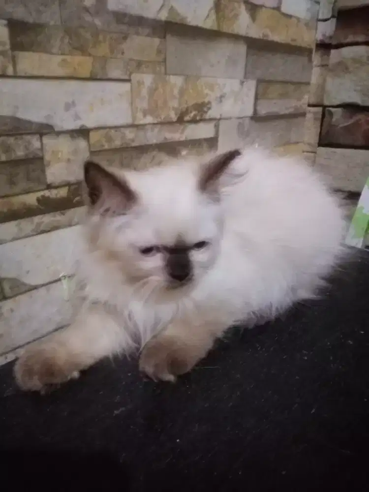 Kitten Himalaya baby Betina, Usia 4 BULAN