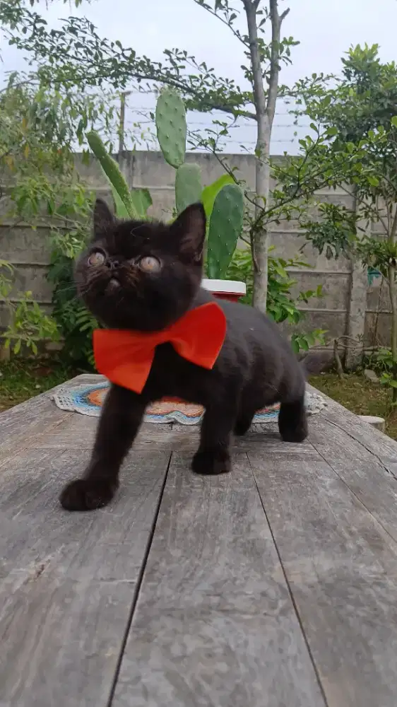 Persia Exotic Black Solid