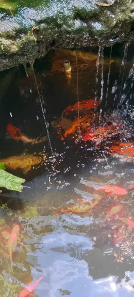 Ikan koi 8 PC ukuran 25-30cm