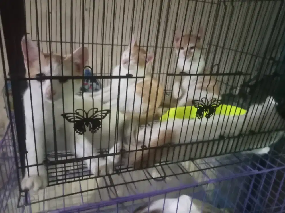 Open adopt kucing usia 3 bulan sampai 6 bulan