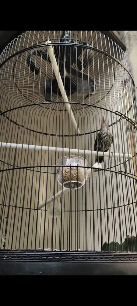 Kepodang Hutan Burja