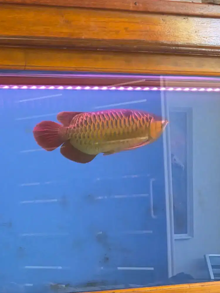 2Arwana super red  di jual