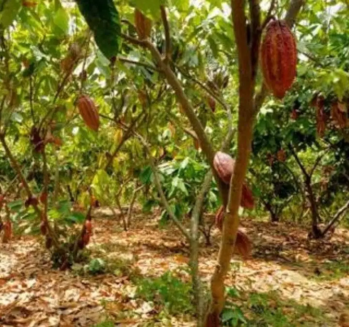 JUAL / TAKE OVER KEBUN COKLAT DI SUKABUMI, JAMPANG TENGAH (NEGO)