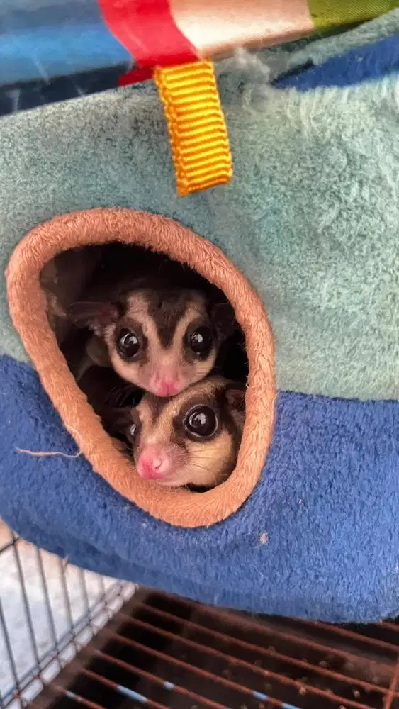 sugar glider classic grey dan kandang besar