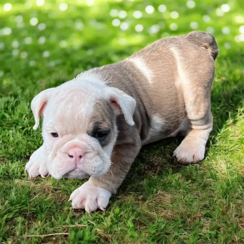 ENGLISH BULLDOG PUPPY