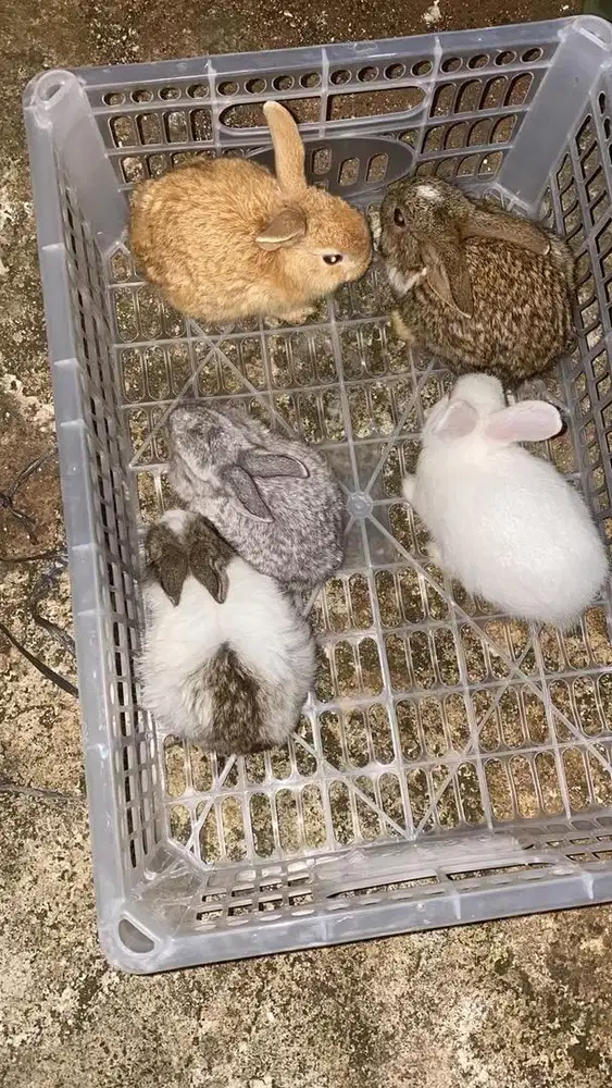 Kelinci lokal anakan