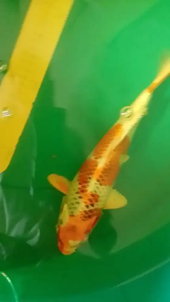 Ikan koi jenis Kujaku 35cm