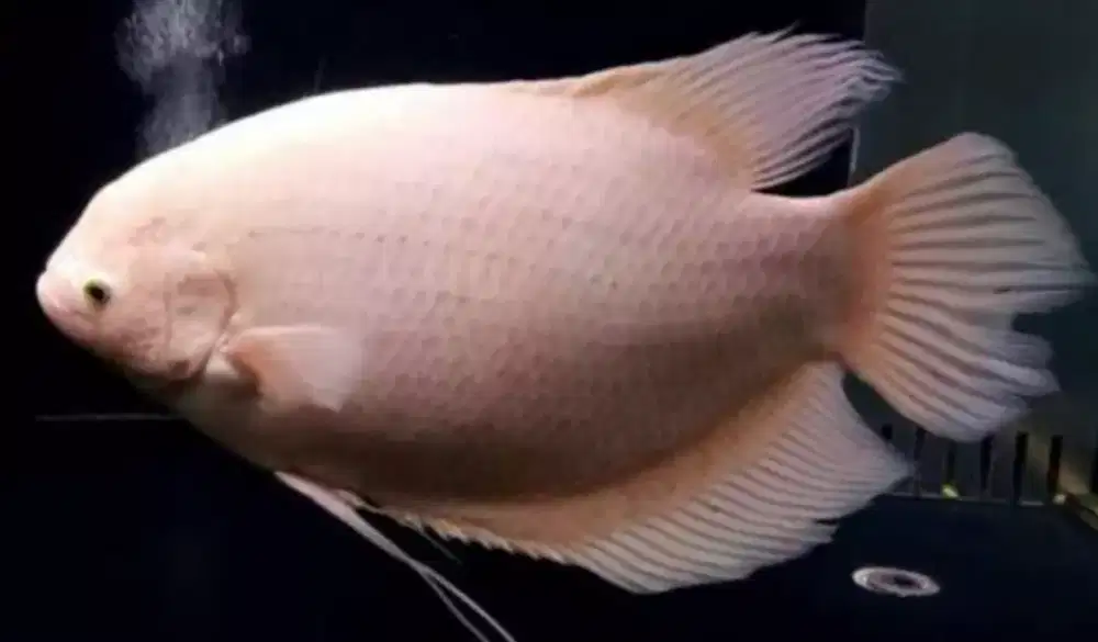 Gurame Padang jumbo borongan