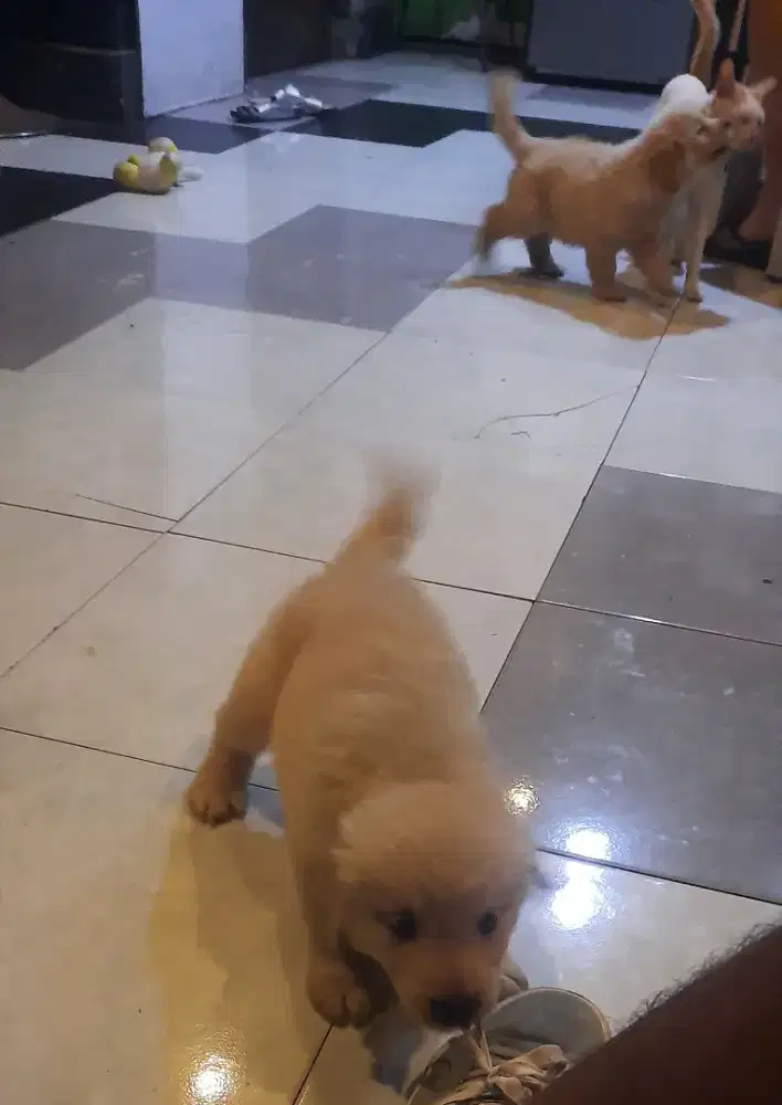 Anakan Golden Retriever