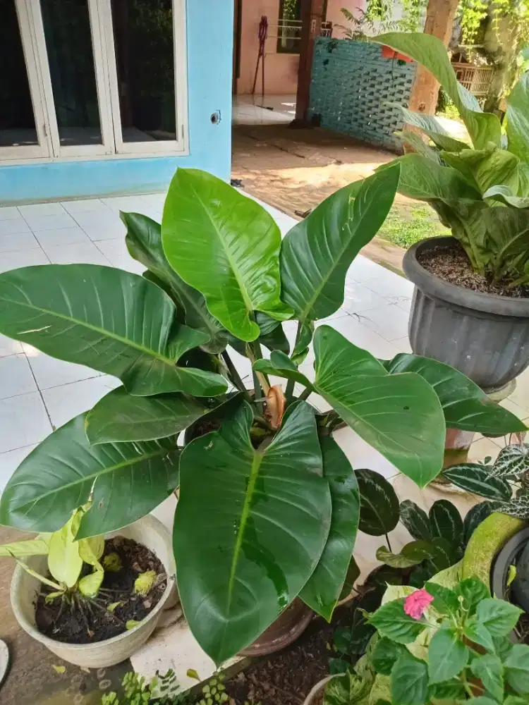 Tanaman Hias Philodendron Green Cardinal Besar
