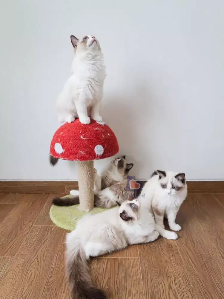 Open Adoption 3 anak kucing ragdoll umur 5 bulan. 
Pedegree