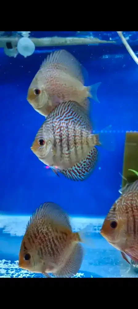 Ikan discuss LSS dan leopard