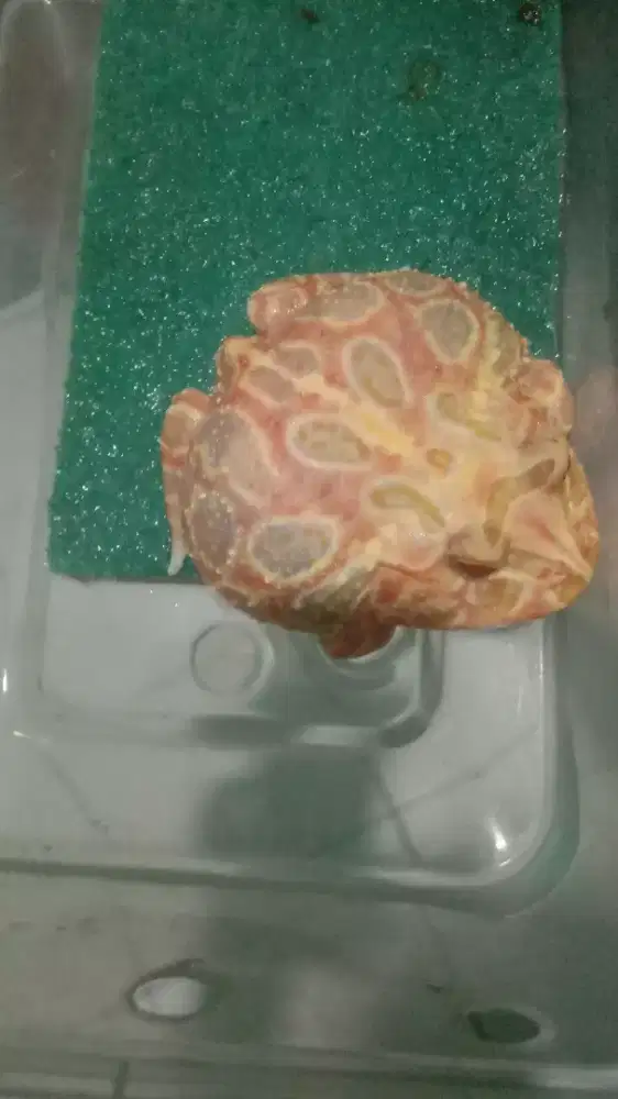 Kodok Pacman Sunburst