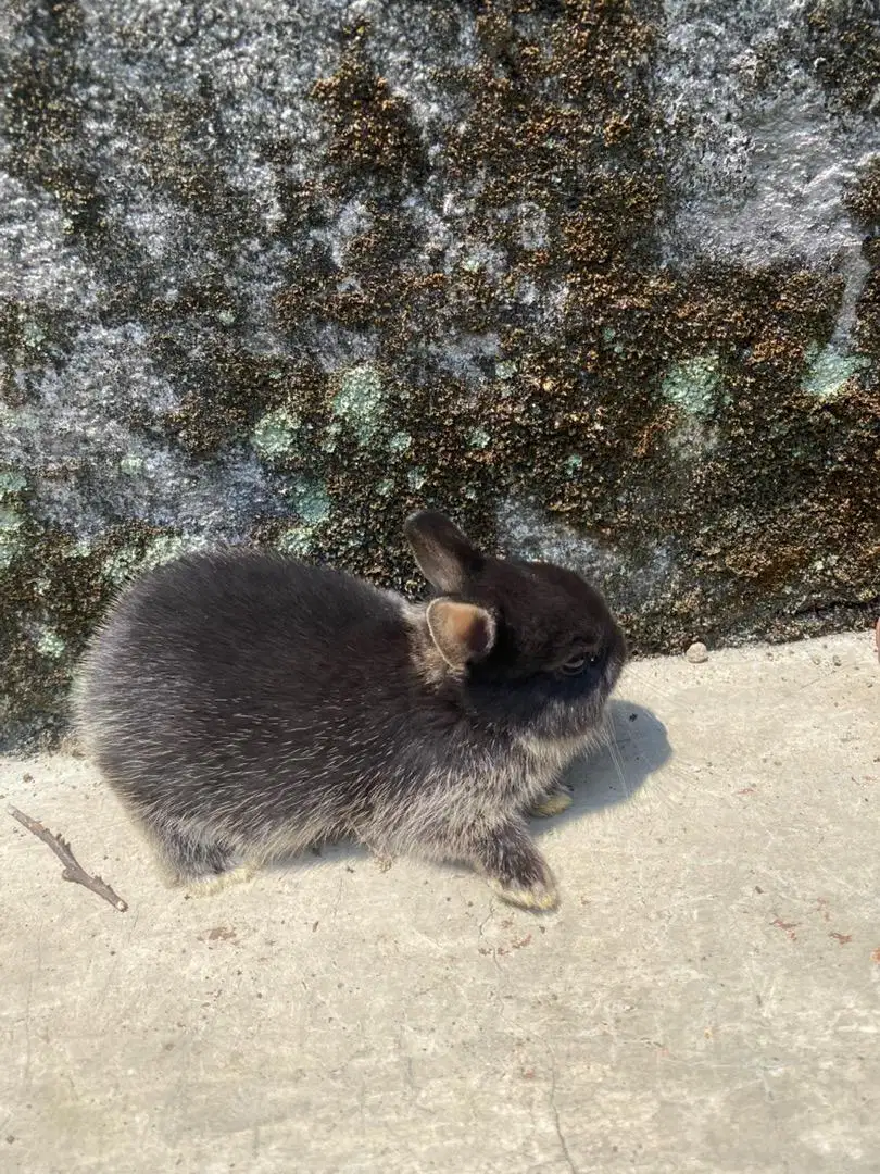 kelinci netherland dwarf