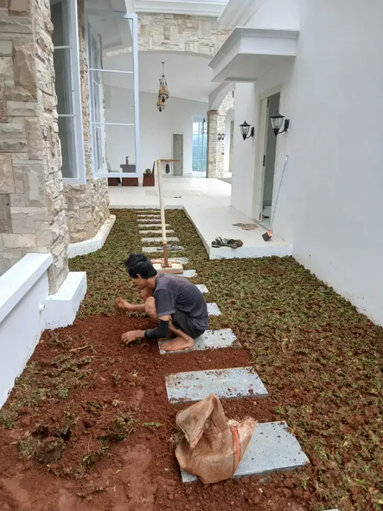 Pemasangan rumput gajah mini permeter - Decorasi taman murah