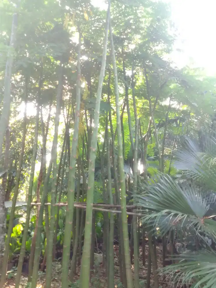 Pohon pakis Brazil murah tinggi 5.meter