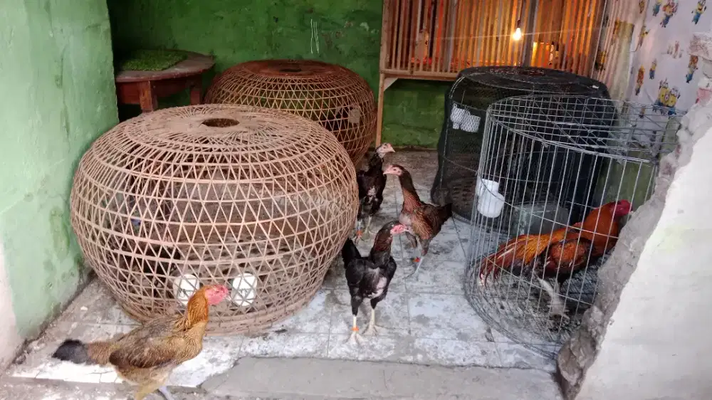 Ayam betina/babon/biang placker, mangon, Birma, bk f1 ory