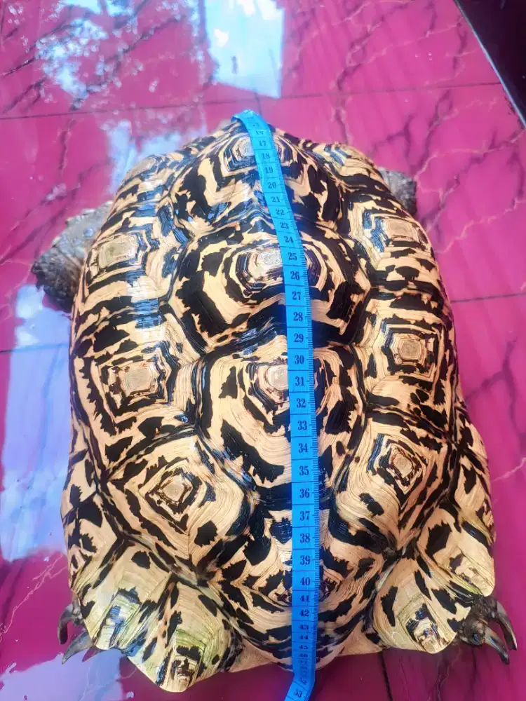 Kura kura leopard pardalis snow jantan 42cm