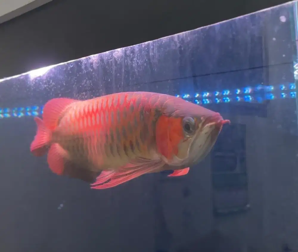 Dijual ikan arwana super red