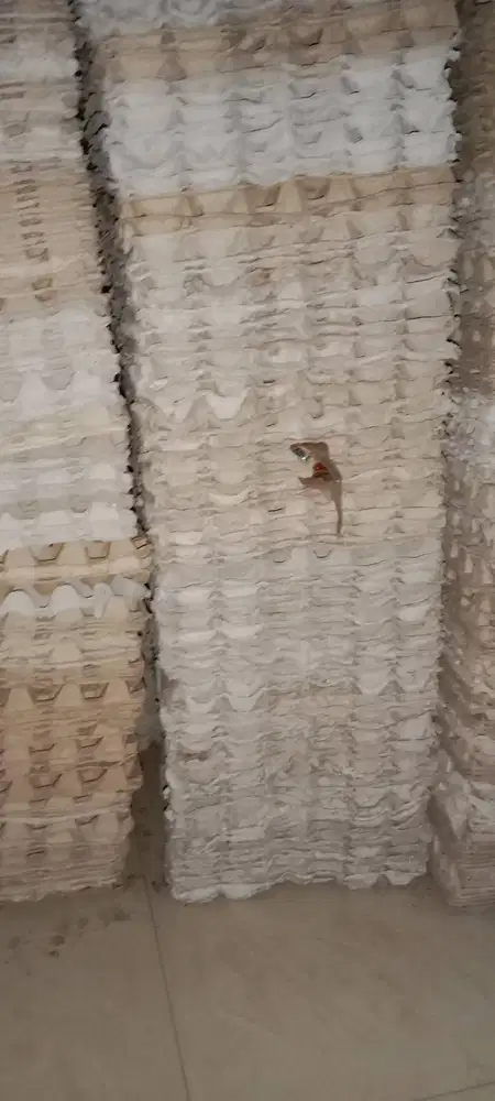 Jual Eggtray Karton Bekas