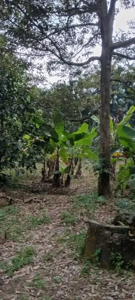 Dijual Sebidang Tanah