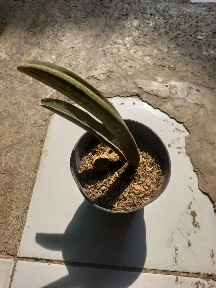 Tanaman hias sensivera