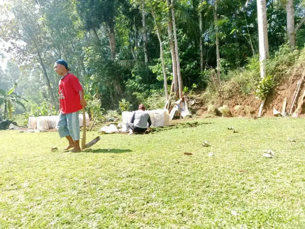 Pemasangan Rumput Hijau Gajah Mini Ready Stok