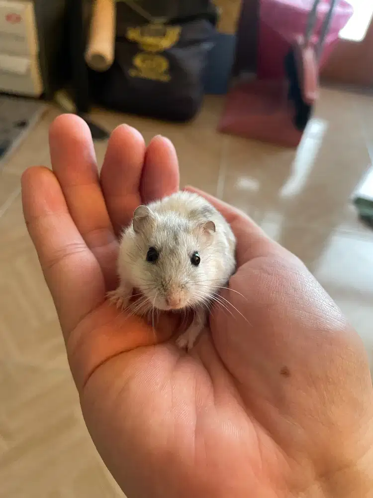 HAMSTER WINTER WHITE