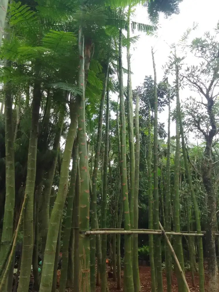 Plus kirim - jual pohon pakis Brazil tinggi 5m