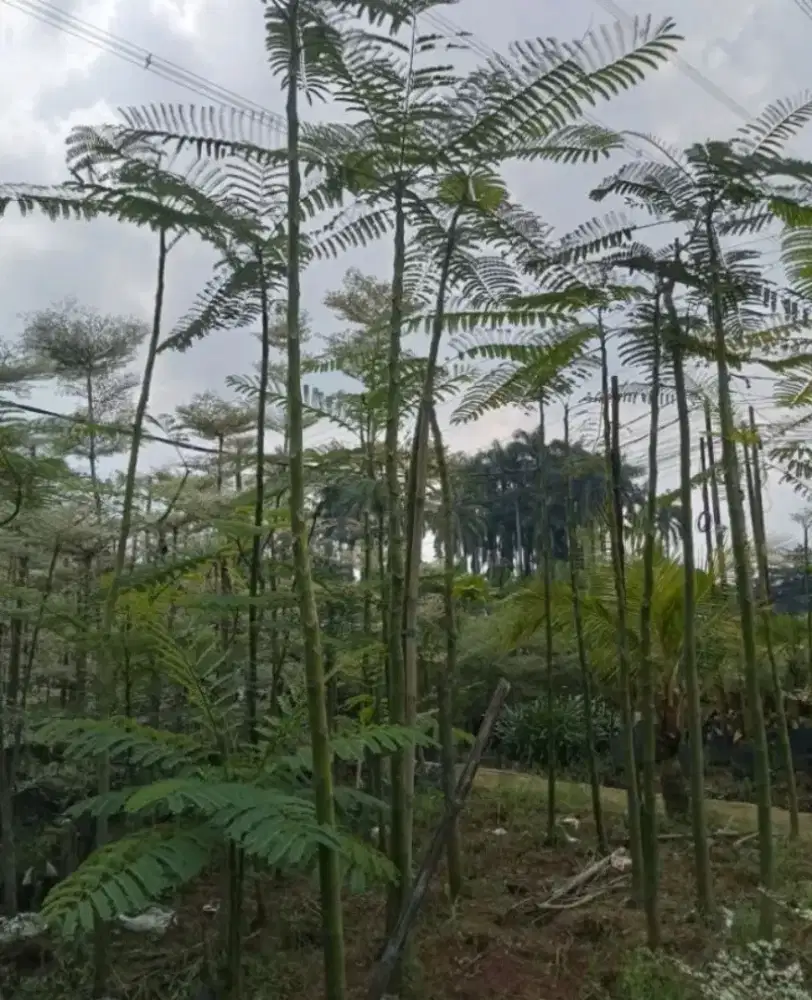 Jual murah pohon pakis Brazil tinggi 5m