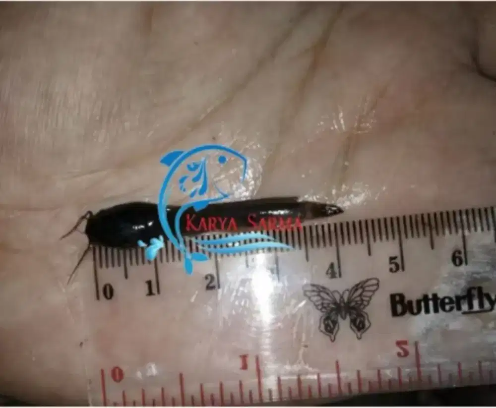 Bibit Ikan Lele ukuran ± 3-5 cm (Bukan inchi)