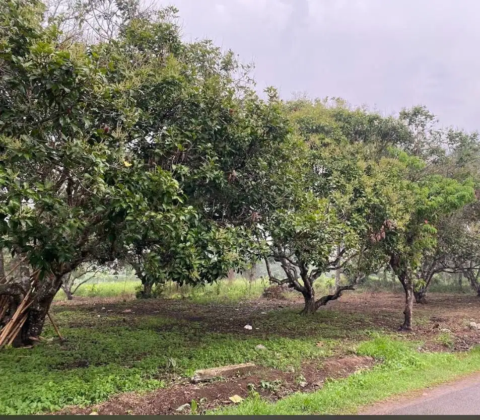 DISEWAKAN TANAH KEBUN STRATEGIS – CITRA MAJA RAYA, LEBAK – BANTEN