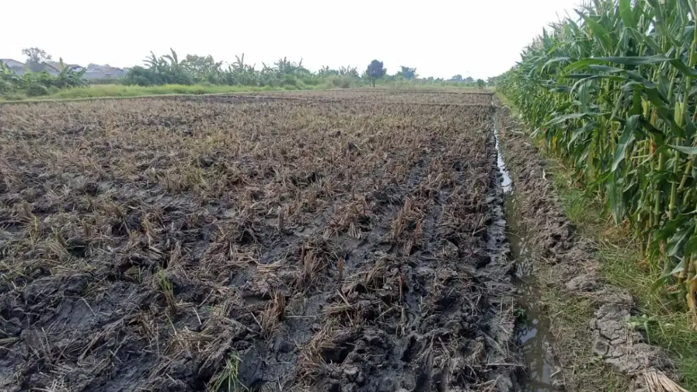 Dijual sawah milik pribadi, di desa kertasinduyasa Jatibarang Brebes