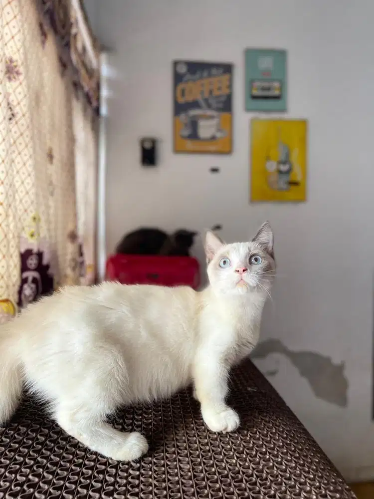 Jantan Bsh munchkin ( cebol kaki pendek) british shorthair