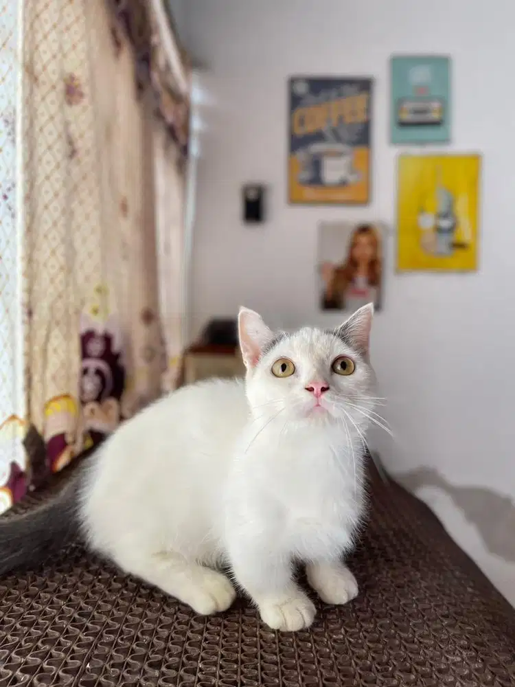 Jantan bsh munchkin cebol kaki pendek, british shorthair