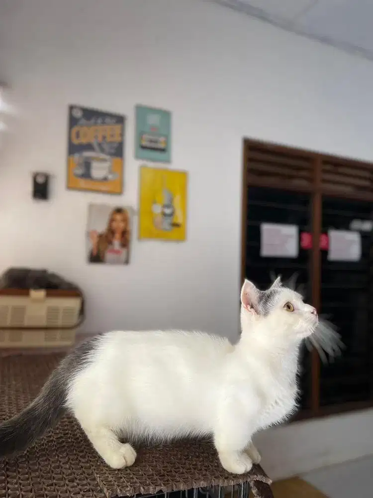 Kucing bsh munchkin cebol kaki pendek, british shorthair