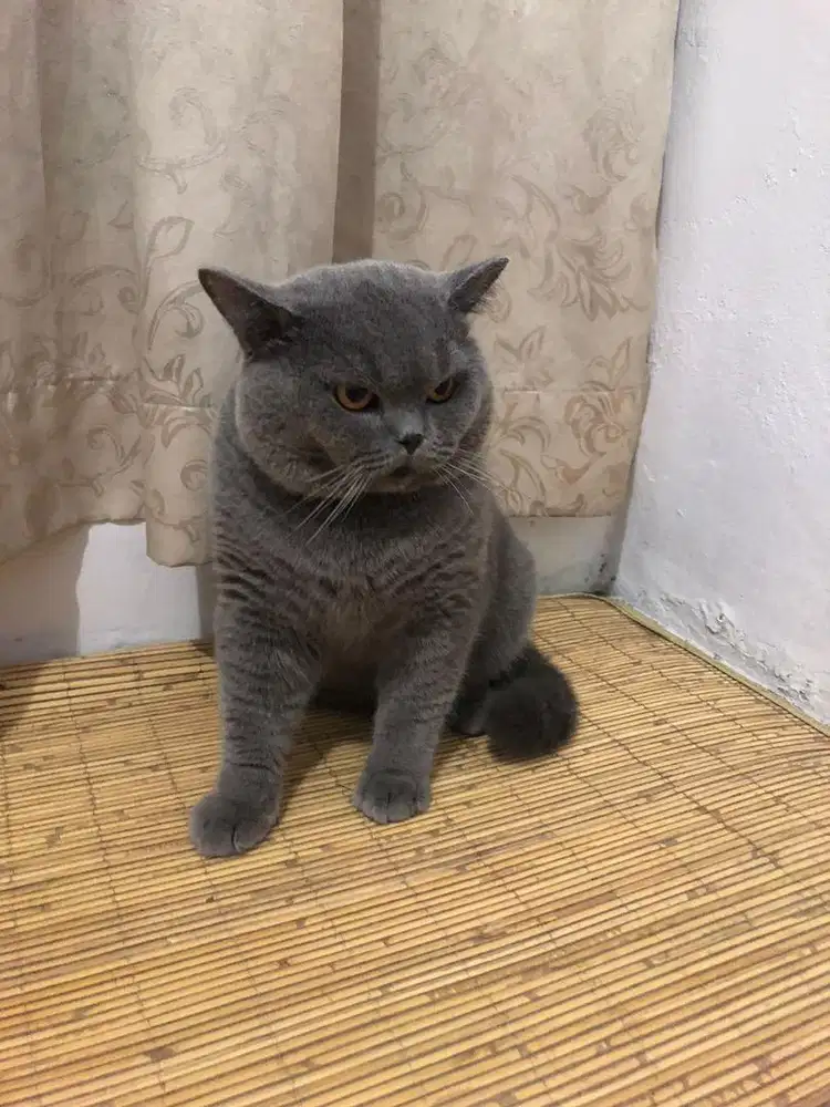 Bsh Betina British shorthair pedigre line import