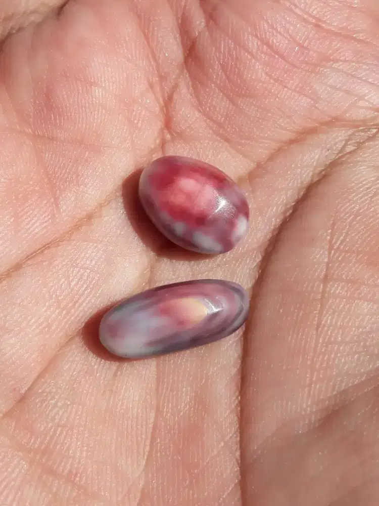 Mutiara Alam Laut Ungu Motif Ceplok Kura Pusar Unik Antik Langka