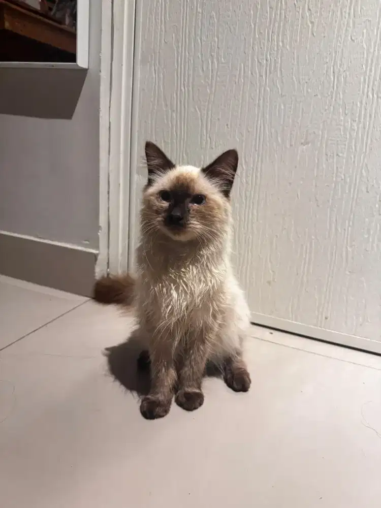 Open Adopt Kucing