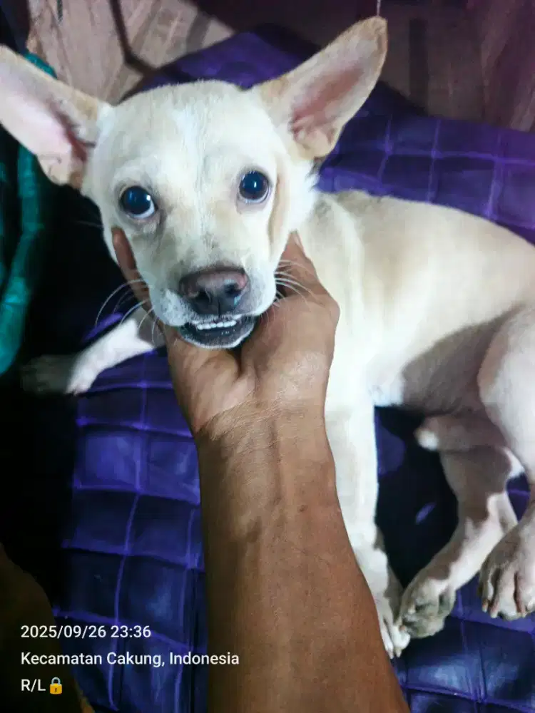 Anjing mix Beagle cihuahua jantan