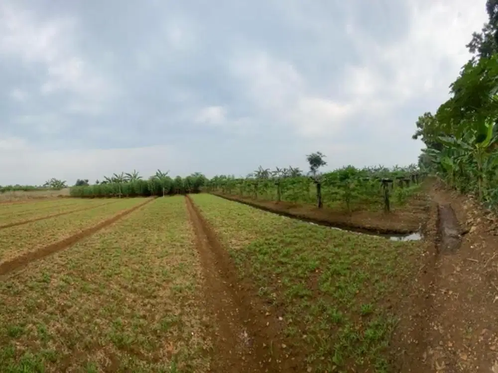 jual tanah kebun.tanah datar.  50 meter dari jalan utama.
