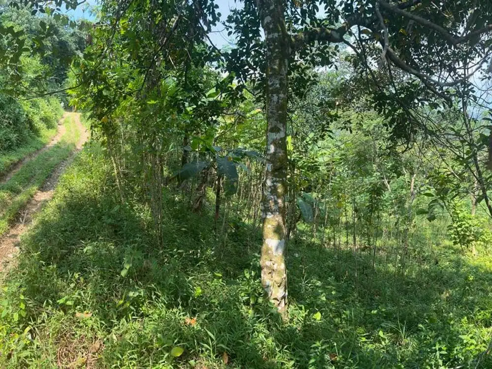 Tanah 6134 m² Harga Terjangkau di Bogor – Cocok untuk Usaha & Gudang