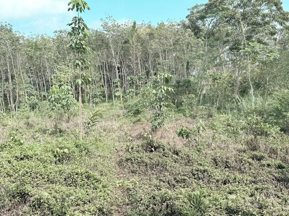 Jual Tanah di Ciamis, SHM 36 rb permeter , Akses Jalan