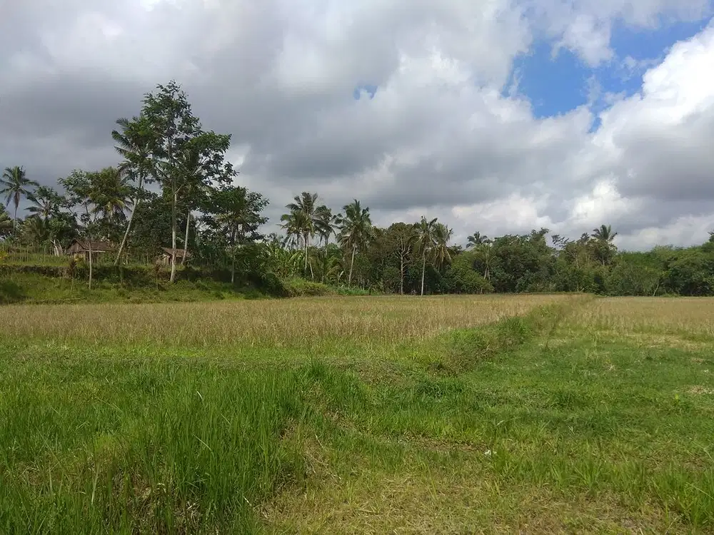 Dijual tanah 83 are di Pinge,Apuan Senganan Tabanan Bali dekat ke Jatiluwih