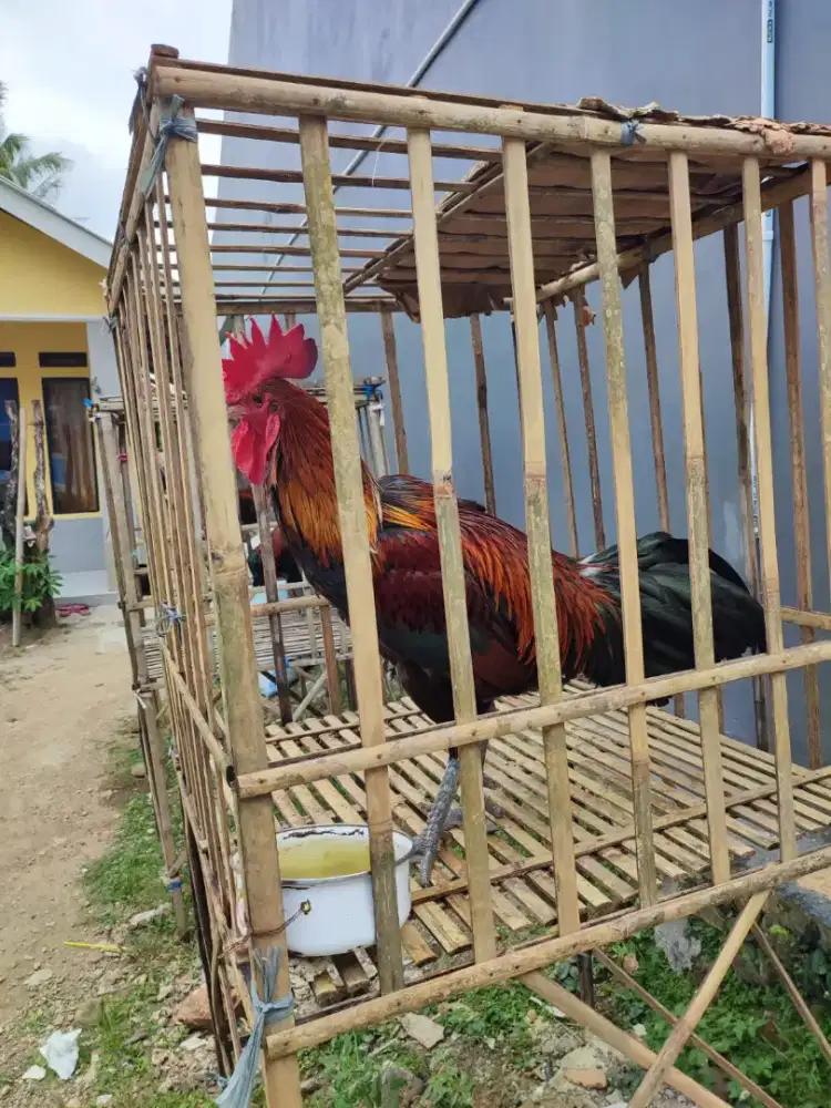 AYAM PELUNG MUDA JUMBO TINGGI