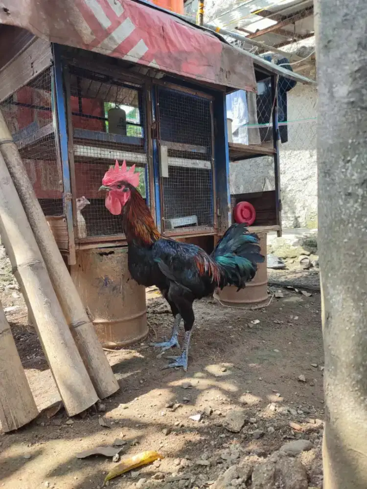 AYAM PELUNG MUDA TRAH BAGUS