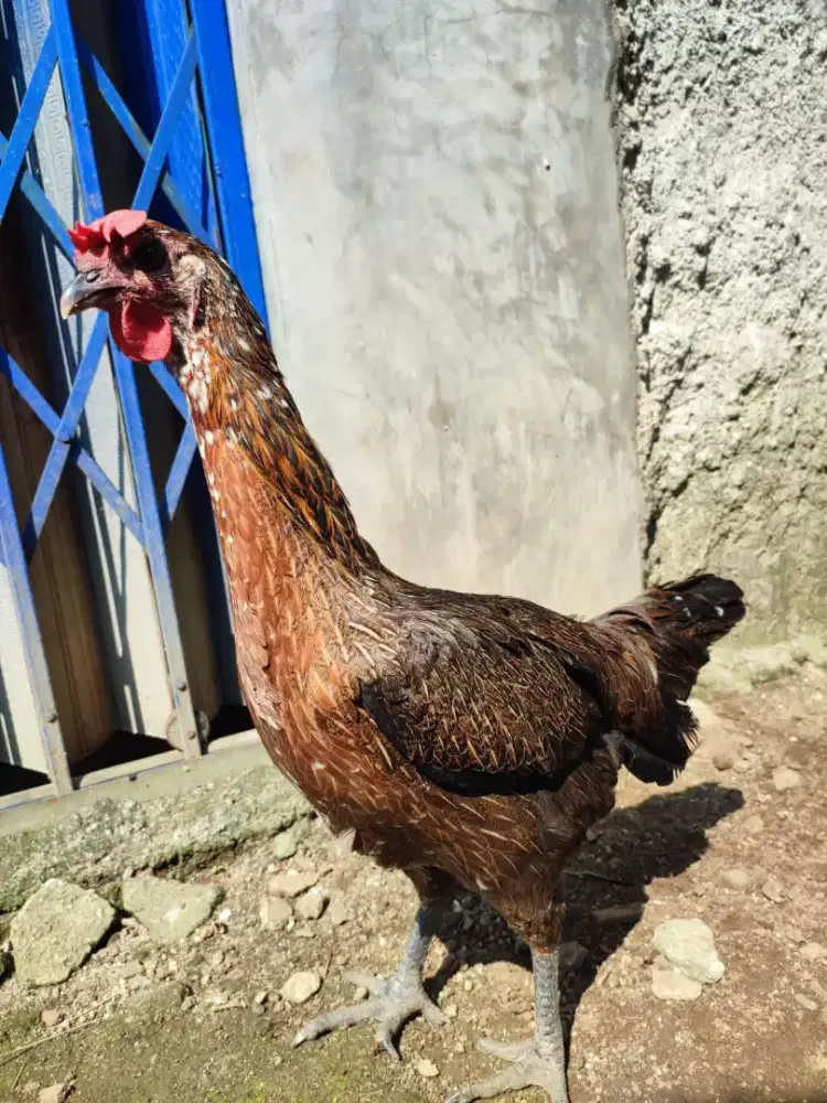 BIANG PELUNG JUMBO 2X PRO