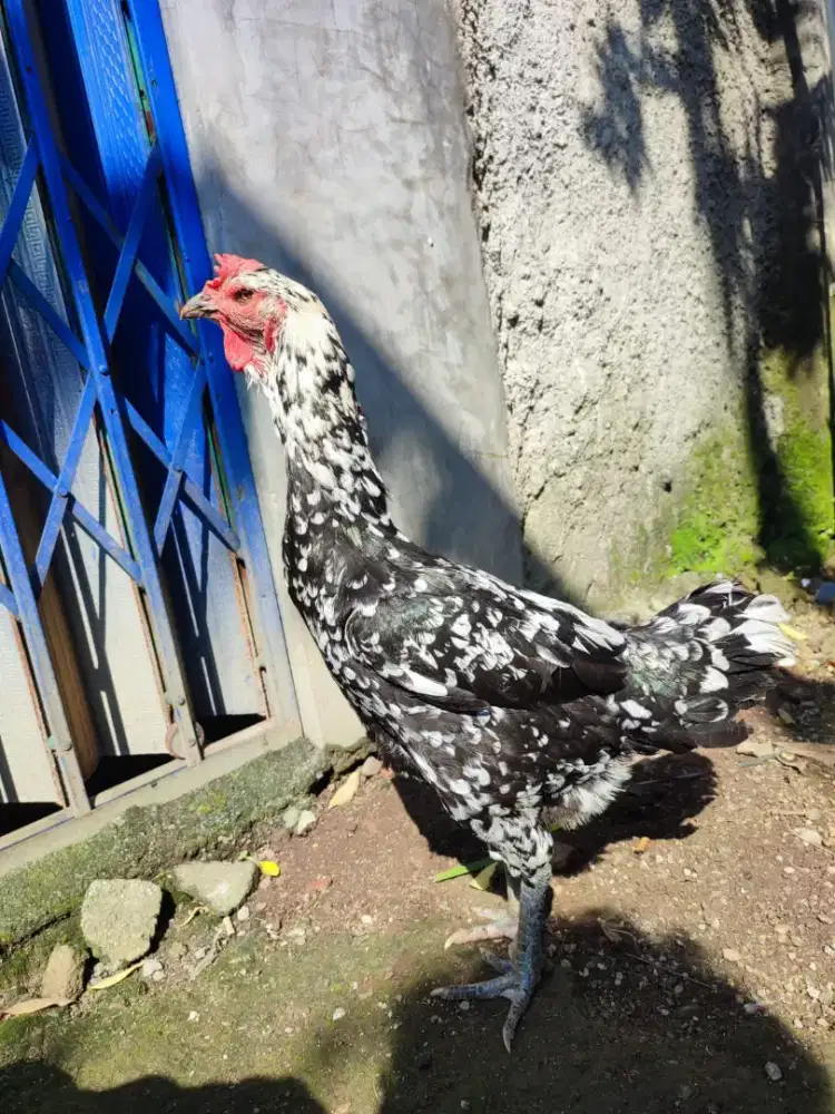 BIANG PELUNG JUMBO 3x PRO