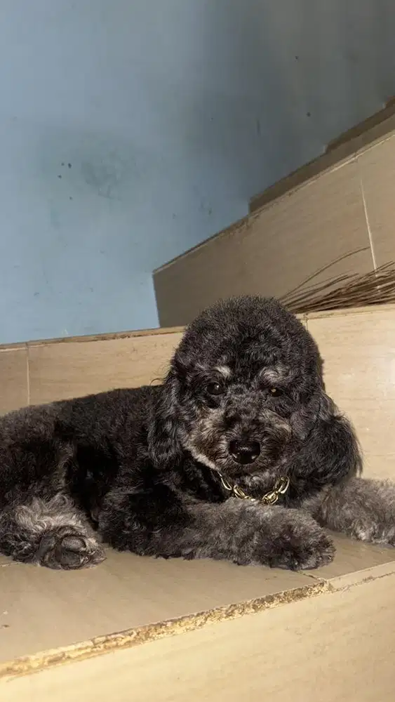 Toy poodle phantom silver